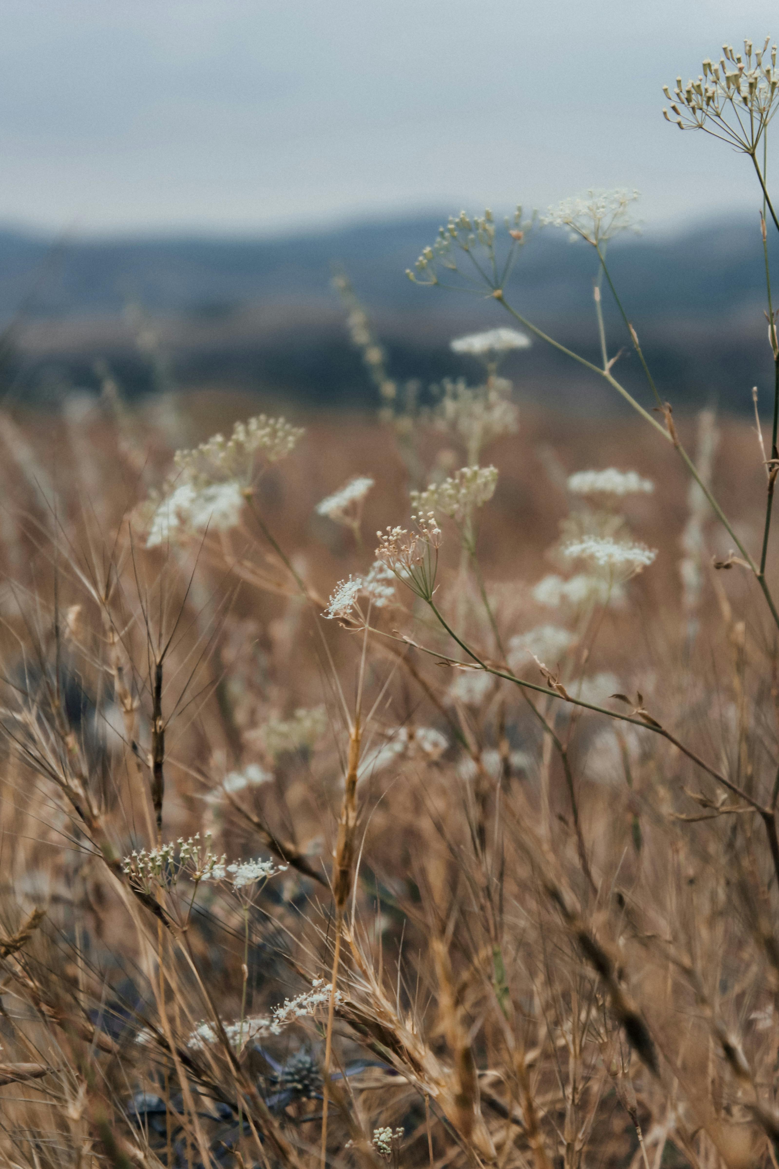 A peaceful close-up of wildflowers in a sunlit field, capturing natural beauty.