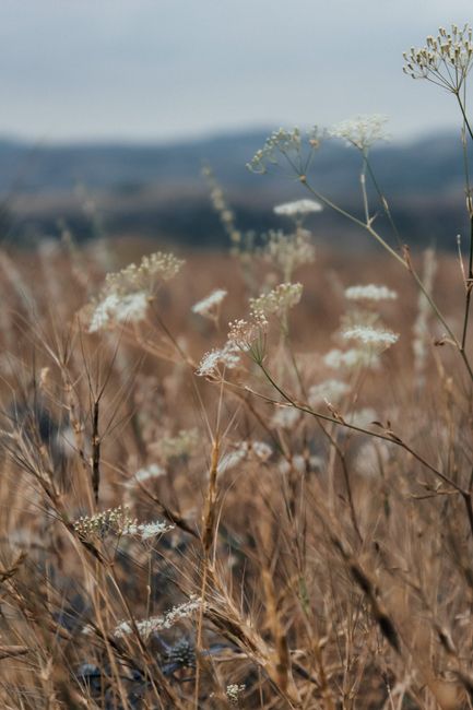 A peaceful close-up of wildflowers in a sunlit field, capturing natural beauty.