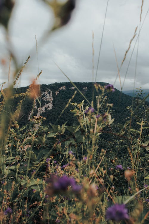 View of Wildflowers on a Meadow and a Mountain in the Background 