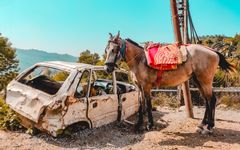 Pony or palki on the old track