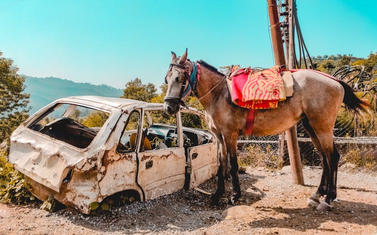 Brown Horse Standing Beside A Junk Car