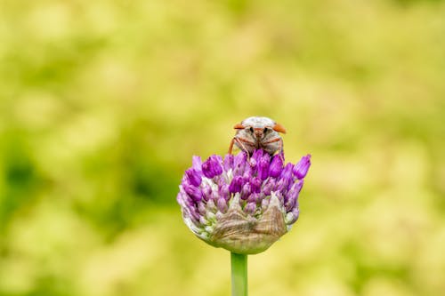 Beetle Perched on Purple Flower Buds