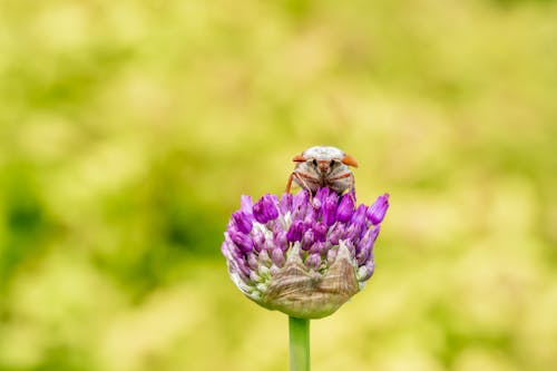 คลังภาพถ่ายฟรี ของ allium, maybug, การถ่ายภาพมาโคร