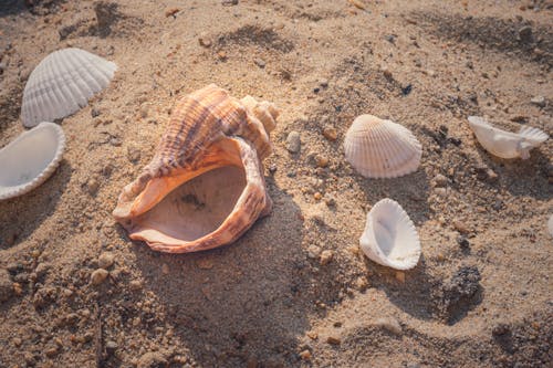 A Close-Up Shot of Seashells on a Beach