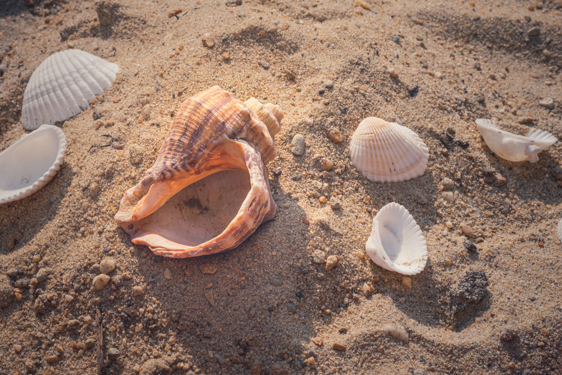 Souvenirs vom Strand