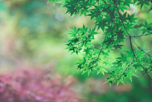 Close-Up Shot of Green Tree Leaves