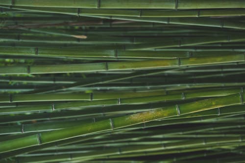 Foto profissional grátis de árvores de bambu, aumento, bambu