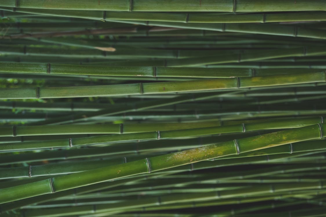 Close-up of Green Bamboo Trees