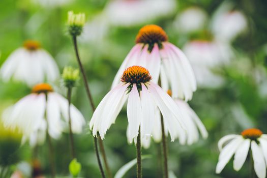Vibrant white pink echinacea flowers blooming in a lush garden setting.