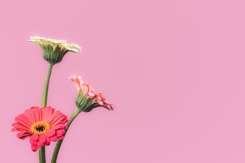 Free Three colorful gerbera daisies arranged against a pink background, showcasing their vibrant petals and stems. Stock Photo