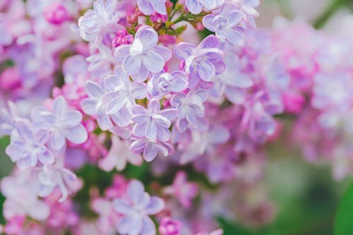 Close-up Photography of Pink Flowers