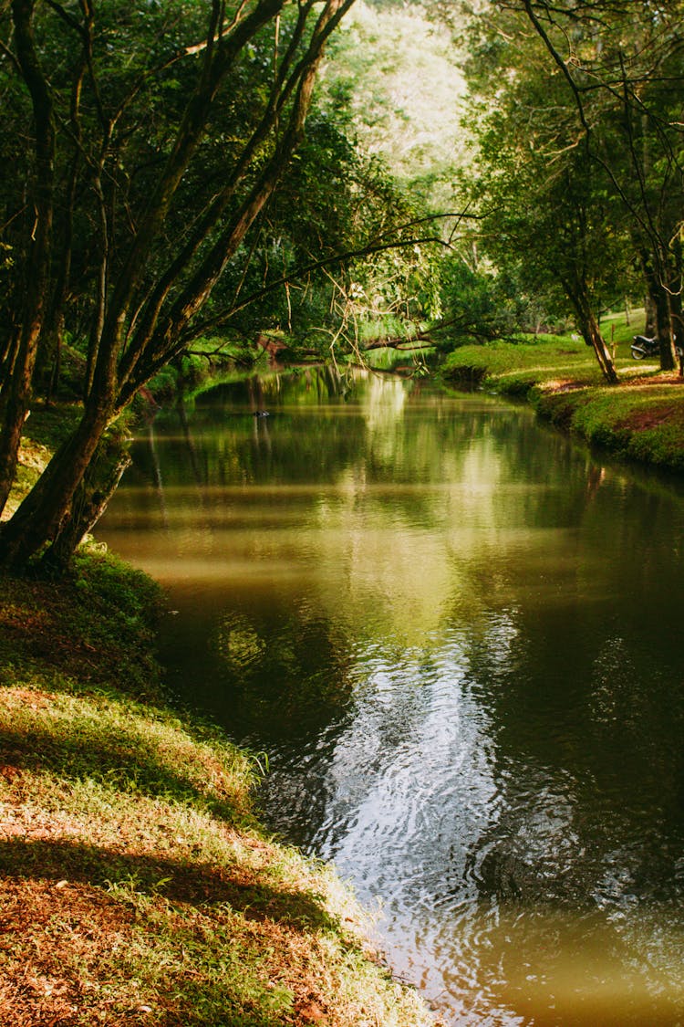 Green Water Of The River In The Forest