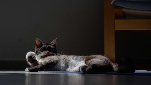 Pet Cat Lying on the Floor