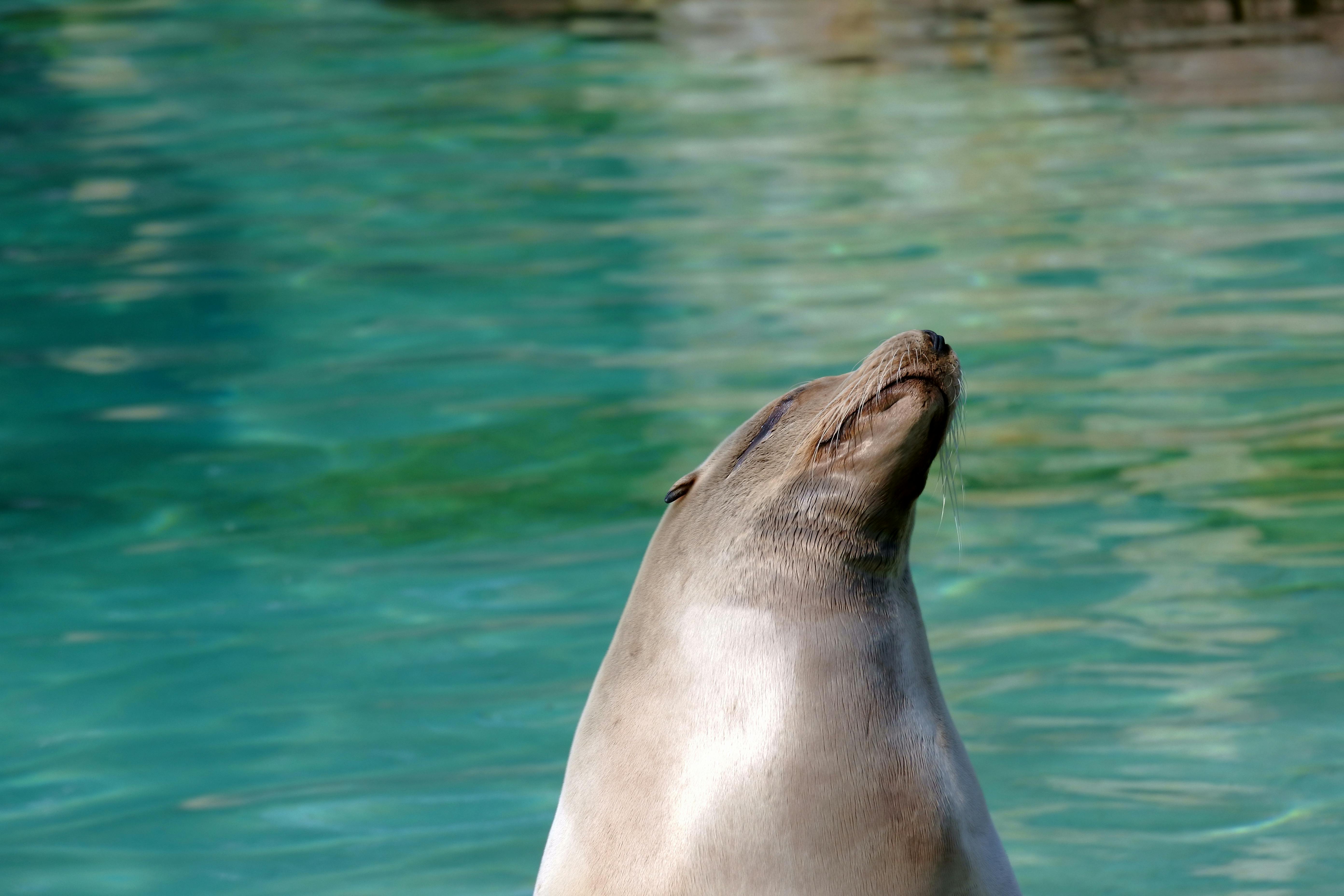 Free stock photo of animal, seal, water