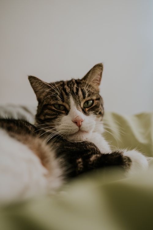 Free Close-up of a calm tabby cat lounging, showcasing its beautiful striped fur. Stock Photo