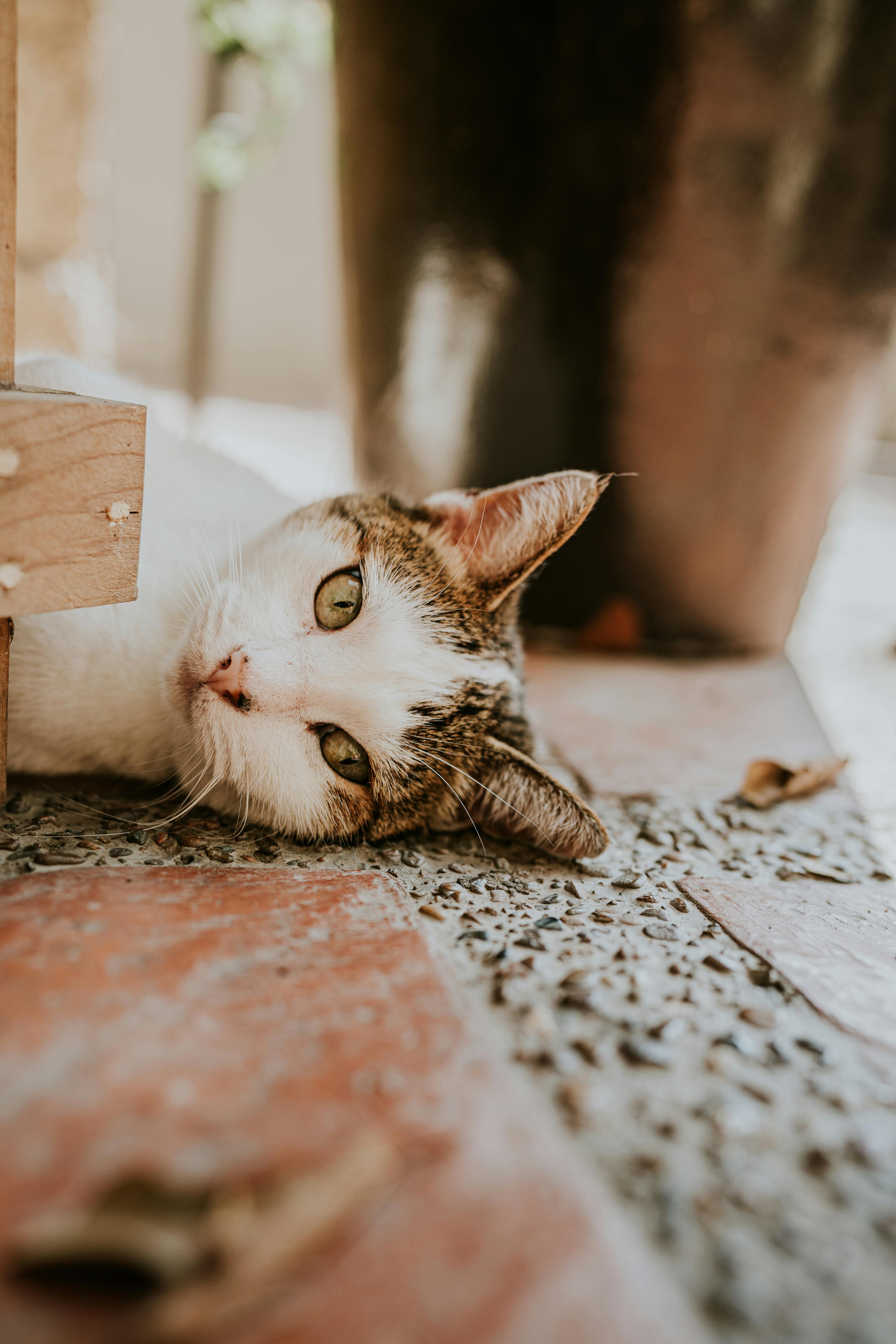 close up photo of a cat lying on floor