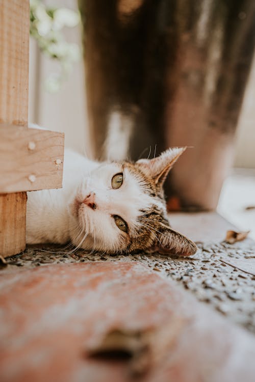 White and Brown Tabby Cat Lying on Floor