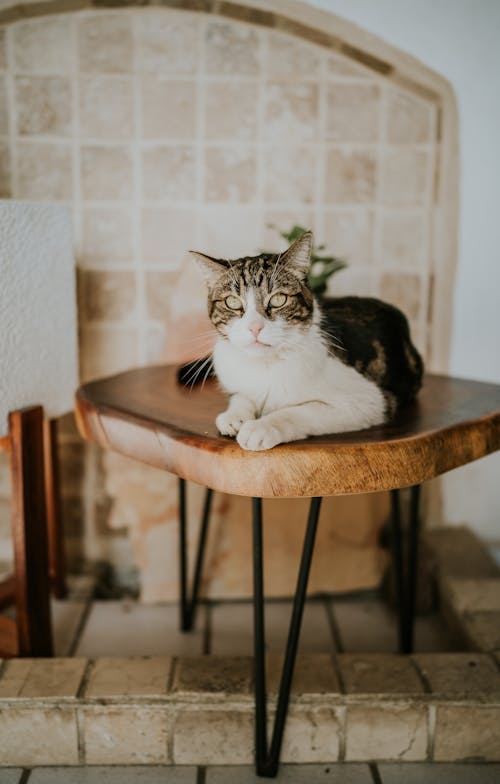 Pet Cat Lying on Wooden Stool