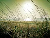 阳光普照的草地，波光粼粼的海浪，宁静的海岸景观
