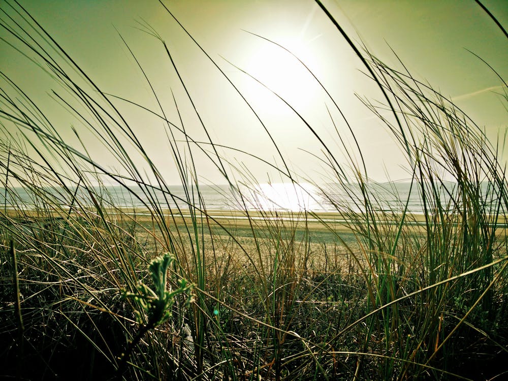 무료 태양 아래 해변 근처 푸른 잔디 스톡 사진