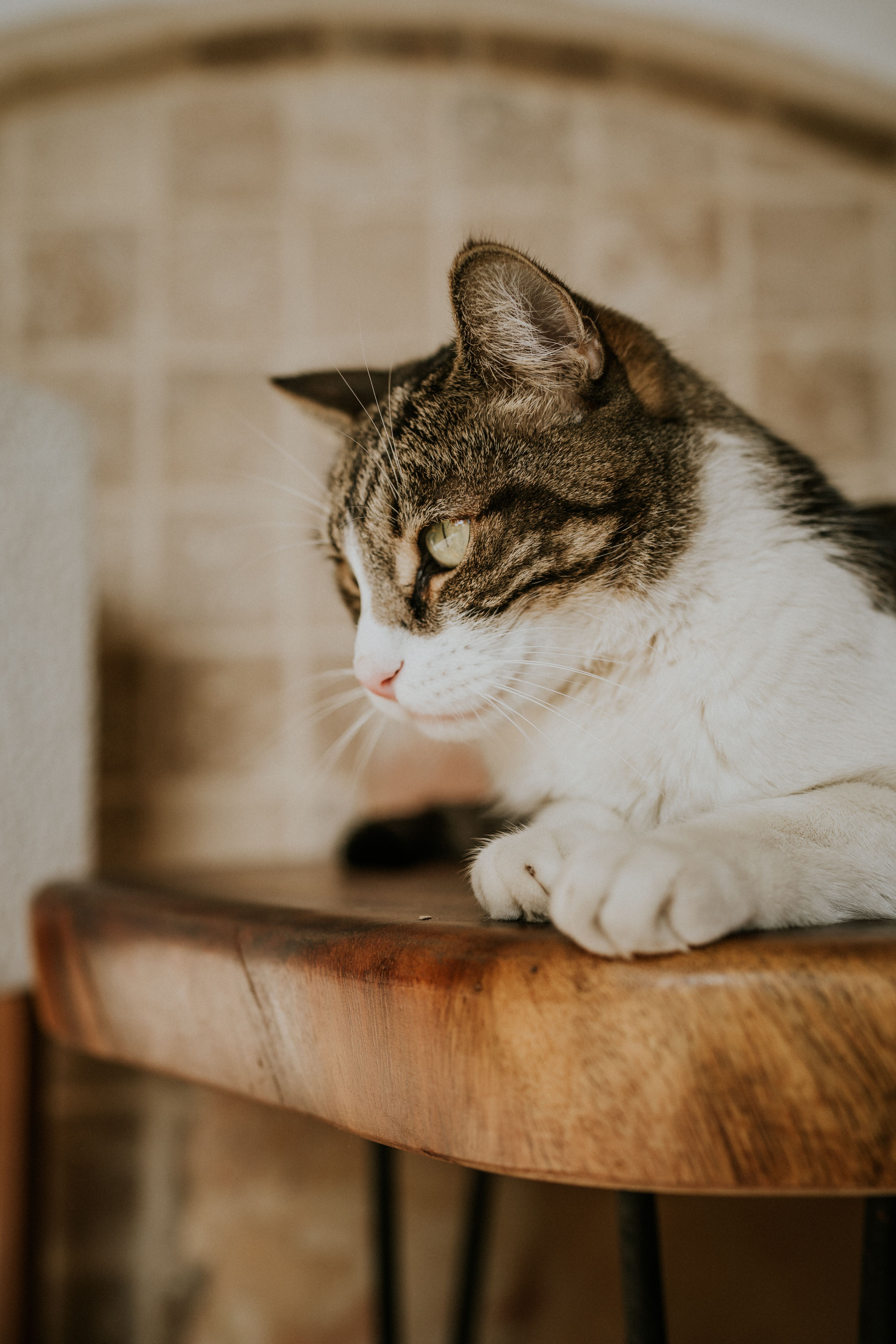 White and Brown Tabby Cat on Brown Wooden Table · Free Stock Photo