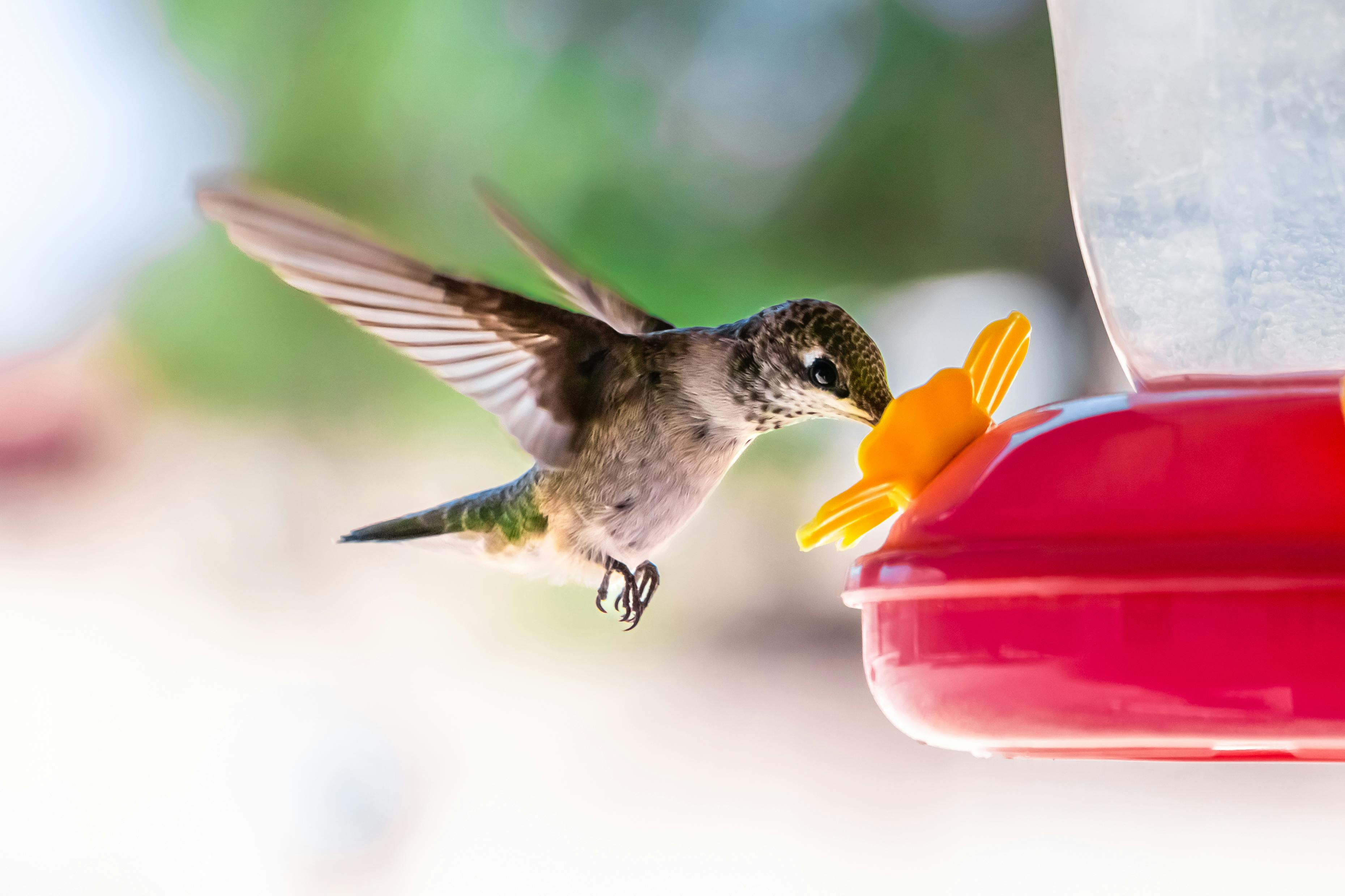 Birds 4 Photos & Videos Collected by Caden Van Cleave