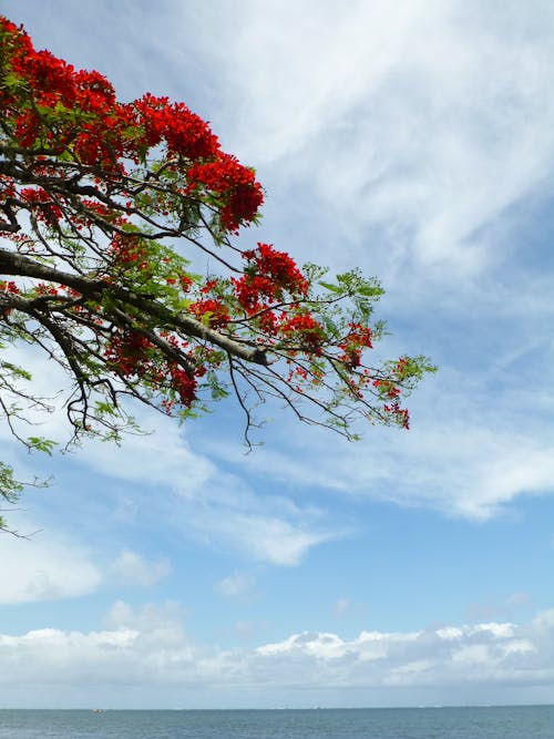 คลังภาพถ่ายฟรี ของ ดอกไม้สีแดง, ต้นไม้ดอกไม้