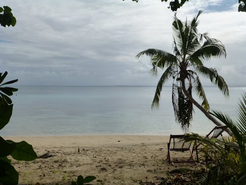 คลังภาพถ่ายฟรี ของ ชายหาด, ต้นปาล์ม, เกาะ