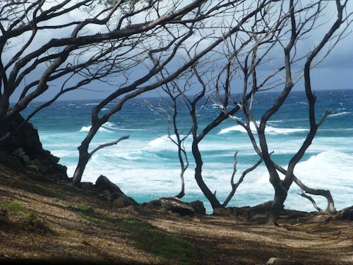 Kostenloses Stock Foto zu bäume, blaues meer, meer