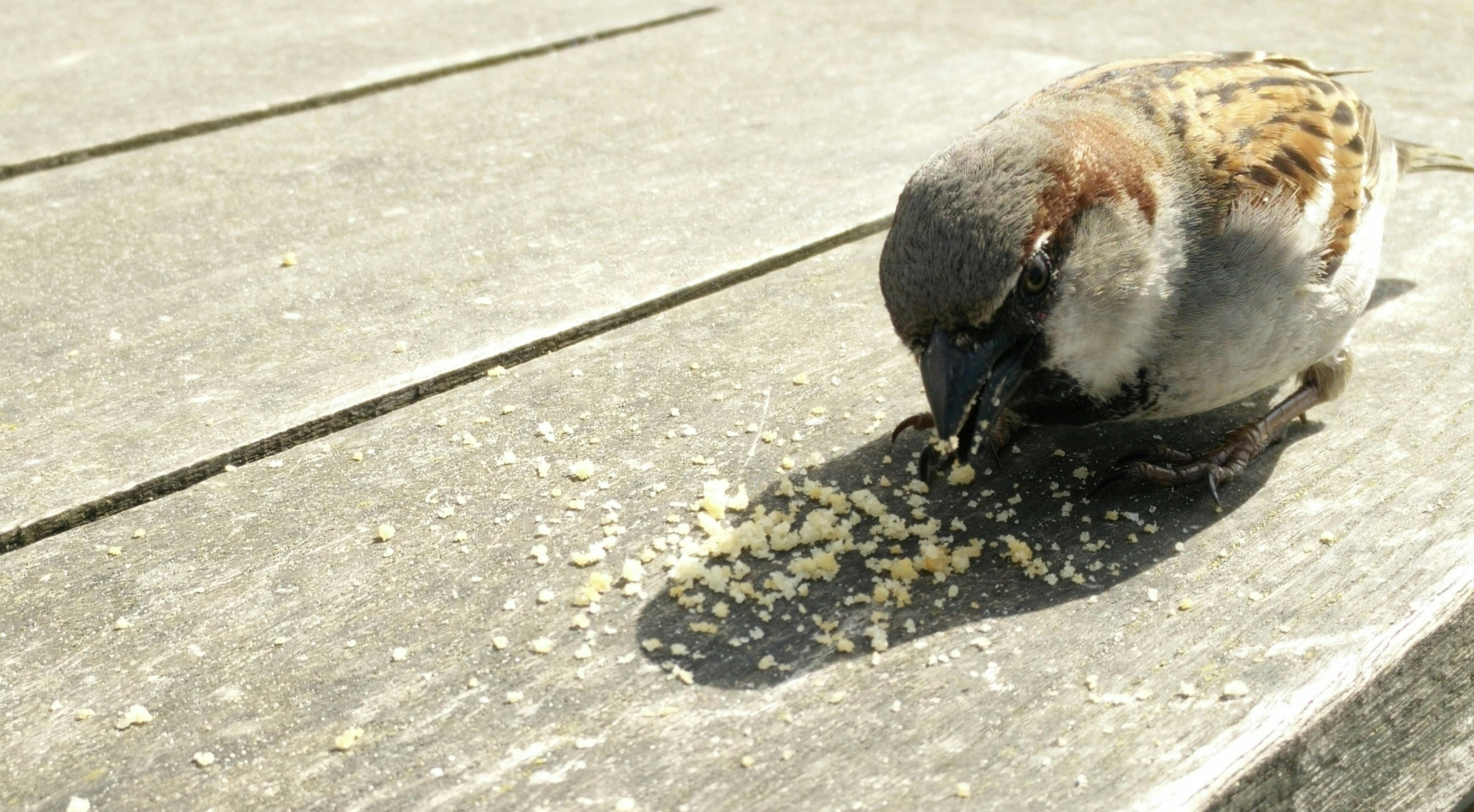 Free stock photo of bird, bread, eating