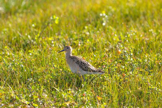 A Ruff Bird on a Field