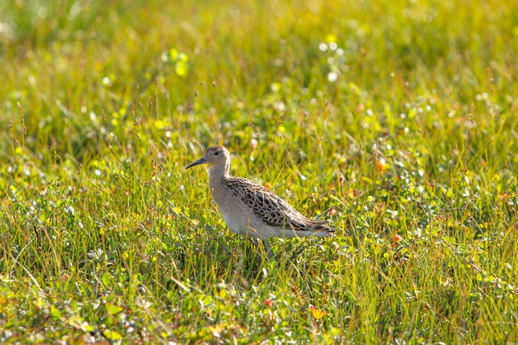 A Ruff Bird On A Field