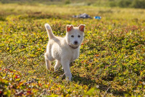 Gratis arkivbilde med gå, gress, hund