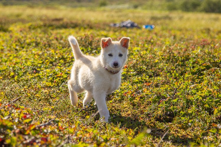 White Puppy Walking On Grass