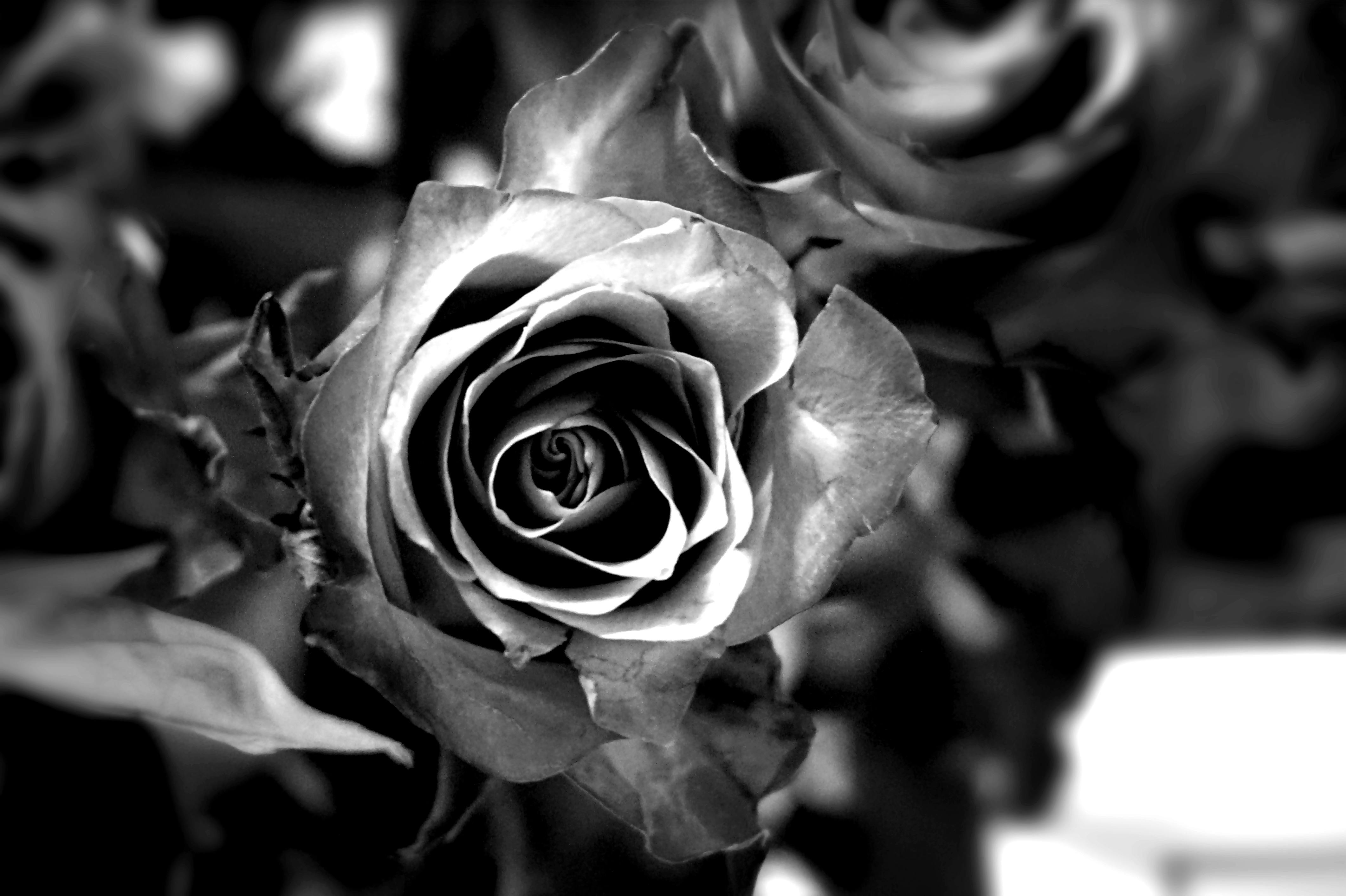 Free stock photo of beautiful flowers, beautiful rose, black and white