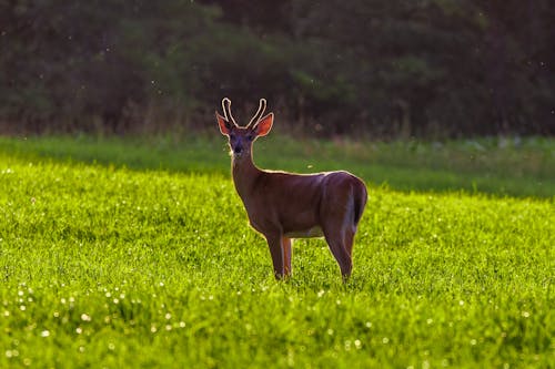 Brown Deer Standing on Grass Field