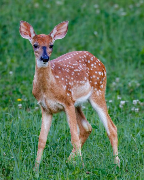 Free A young white-tailed deer fawn standing in a green field, showcasing its natural beauty. Stock Photo