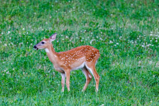 Brown Deer on Green Grass Field