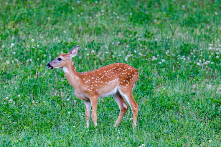 Deer On Green Grass Field