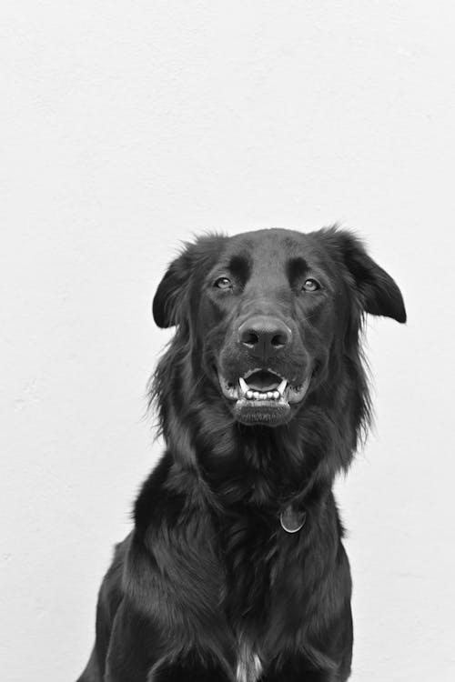 Free Black and White Photo of a Dog  Stock Photo