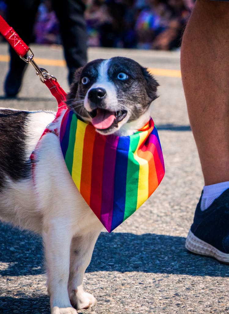 A Pet Dog Wearing A Rainbow Scarf Walking On A Parade