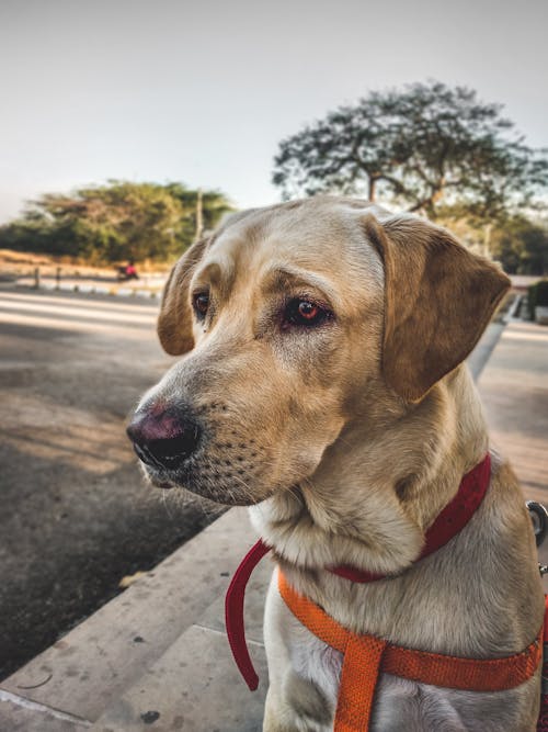 Foto Closeup Labrador Kuning Dewasa Retriever