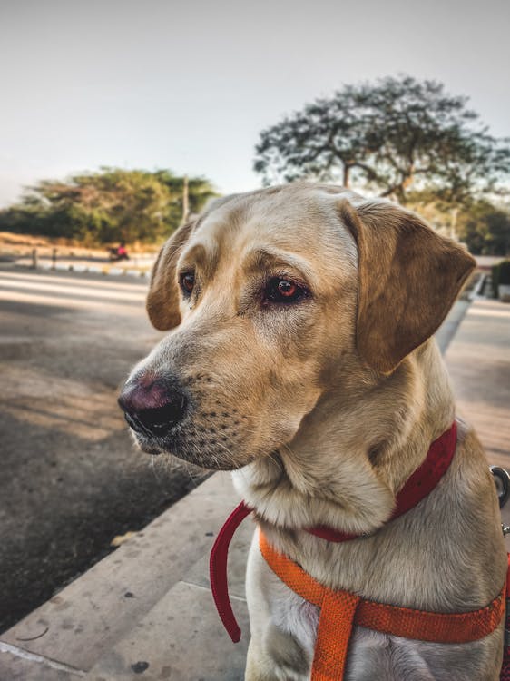 Foto Closeup Labrador Kuning Dewasa Retriever