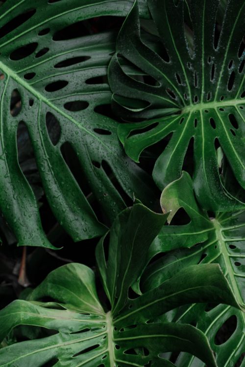 Free Detailed close-up of green monstera leaves with rain droplets, perfect for plant lovers. Stock Photo
