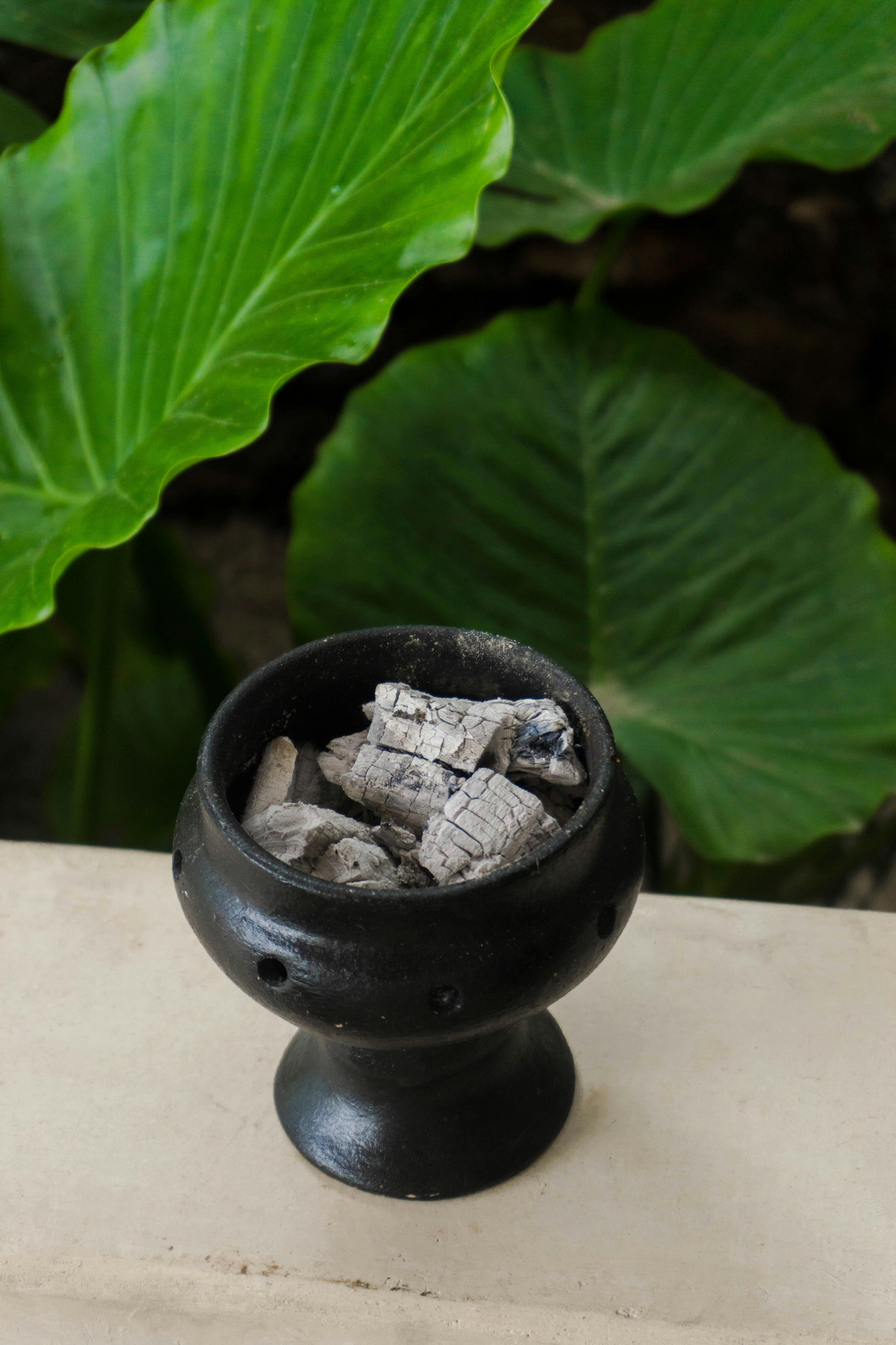 A Black Incense Burner with Ashes Standing next to a Green Plant · Free