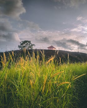 Lush green field with wildflowers under a moody sky at dawn, featuring a distant house and hill.