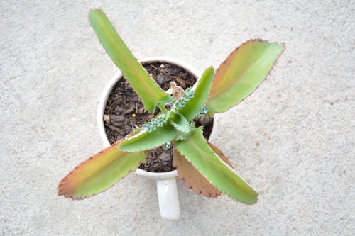 Gratis arkivbilde med kalanchoë, mor til tusen, sukkulent