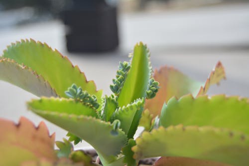 Gratis arkivbilde med kalanchoë, mor til tusen, sukkulent