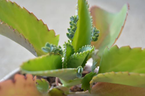 Gratis arkivbilde med kalanchoë, mor til tusen, sukkulent