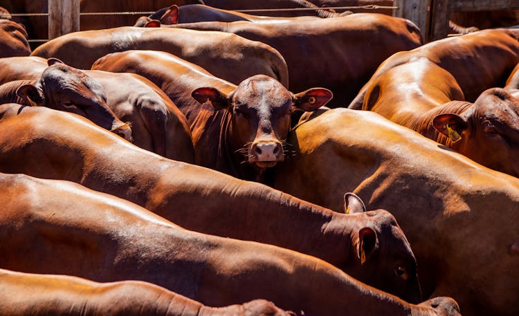 Brown Cows Together